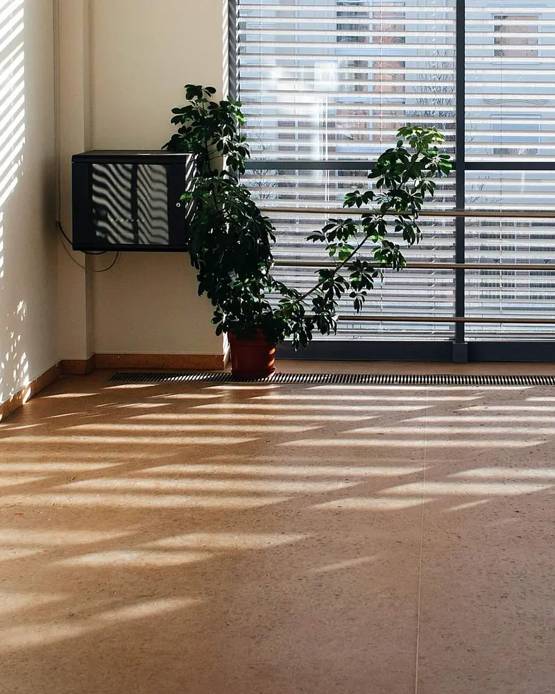 Leerer, sonniger Büroraum mit Fensterfront, Lamellenjalousien, einer Zimmerpflanze und Lichtstreifen auf dem Boden